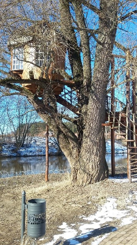 домик на дереве старая ива у реки домик над водой веледниково