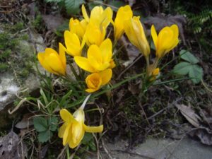 Екатериновка весна крокусы желтые