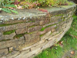 подпорная стенка растовский известняк сухая кладка мох старый камень почвопокровные растения чистые ключи