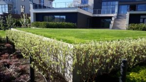 современный сад дерен пестролистный газон капельный полив живая изгородь из туи подпорные стенки из бетона садовые светильники лиственница японская пестово